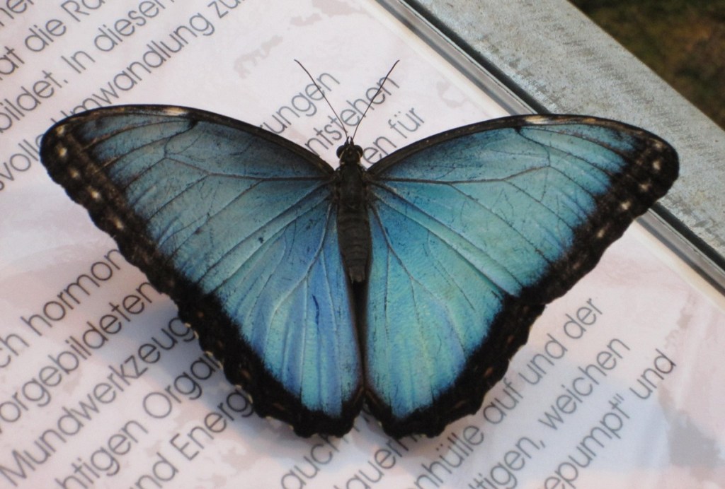 blue morpho butterfly